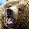 hammerbear avatar